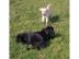 Labradorwelpen,reinrassig,blond-foxred. 