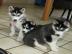 Wundersch�ne reinrassige Siberian Husky