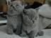 Britisch Kurzhaar Babys in versch.  tabby