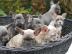 Franz?sische Bulldoggen Welpen