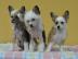 Chinesischer Schopfhund mit Stammbaum