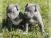 TOP American- Pitbull- Blue- Line- Welp