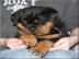 sch�ne reinrassige Rottweiler Welpen