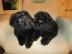 Wuschelige Puli Welpen