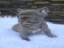 franz�sische Bulldoggenwelpen