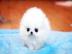Zwergspitz Pomeranian Welpen mit papiere