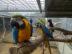 Blauer und goldener Ara-Papagei