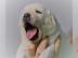 Labrador Welpen mit Papieren in Gelb und