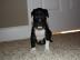 Amstaff Terrier Welpen  welpen 8 W Alt