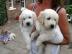 Wundersch?ne golden Retriever Welpe