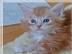 Unsere Maine coon k�tzchen sind da. 