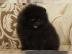 Zucker S��e Zwergspitz/Pomeranian