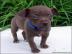 Zucker MINI CHIHUA.  BabYs dringend abzug