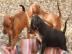 Zwergpinscher Welpen 4 H�ndinnen und 3 R