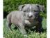 Pitbull blueline welpen zu verkaufen