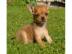 //Chihuahua Mini-Chihuahua-Welpen (M�dch