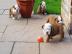 Englische Bulldogge Welpen zu verkaufen
