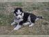 Siberian Huskywelpen mit Kennel Club Pap