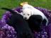 Wundersch�ne Labrador Retriever Welpen w