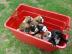 10 Wochen alte Boxerwelpen