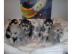 Siberian husky welpen mit EU-Impfpass