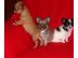 !!!s��e typvolle Chihuahua Welpen(langha