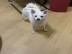 S��er spitz Weibchen 10 Monate