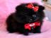 S��e Zwergspitz Pomeranian Welpen