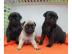 MINI MOPS BABYS FUR 100EUROS