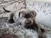 s??e Cane Corso Welpen