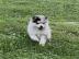 S��e Pomsky-Welpen zu verkaufen! WhatsAp
