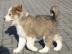 Border Collie Welpen