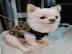 Chihuahua-Welpe f�r Ihre Familie