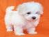 Preciosos cachorros malteses Teacup