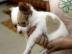 Baby-Chihuahua-Welpen