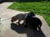 Zuckers��e Labradorh�ndin
