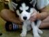 Husky Welpen
