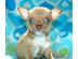 S?sse Mini-Chihuahua-Welpen