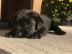 Labrador-Apportierhundwelpen bereit, neu