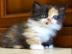 Neuer Familienfreund - Munchkin-K�tzchen