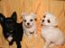 Mini Chihuahua Welpen (Weibchen/ R�den)