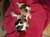 Bildsch�ne Jack-Russell-Welpen in Liebe