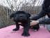 Cane Corso Welpen mit FCI Papieren 300 EUR