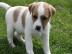 GLATTE UND RAUE HAAR JACK-RUSSELL-TERRIE
