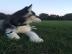 4 Wundersch�ne und niedliche Husky Welpe