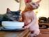 Sphynx Katzen mit Stammbaum WhatsApp +43