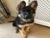 Qualit�tssch�ferhundwelpen
