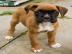 Boxer Welpen suchen neues Zuhause