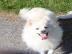 Loui sucht ein neues Zuhause
