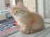 Sibirische K�tzchen zur Annahme